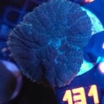 Rhodactis inchoata (131)