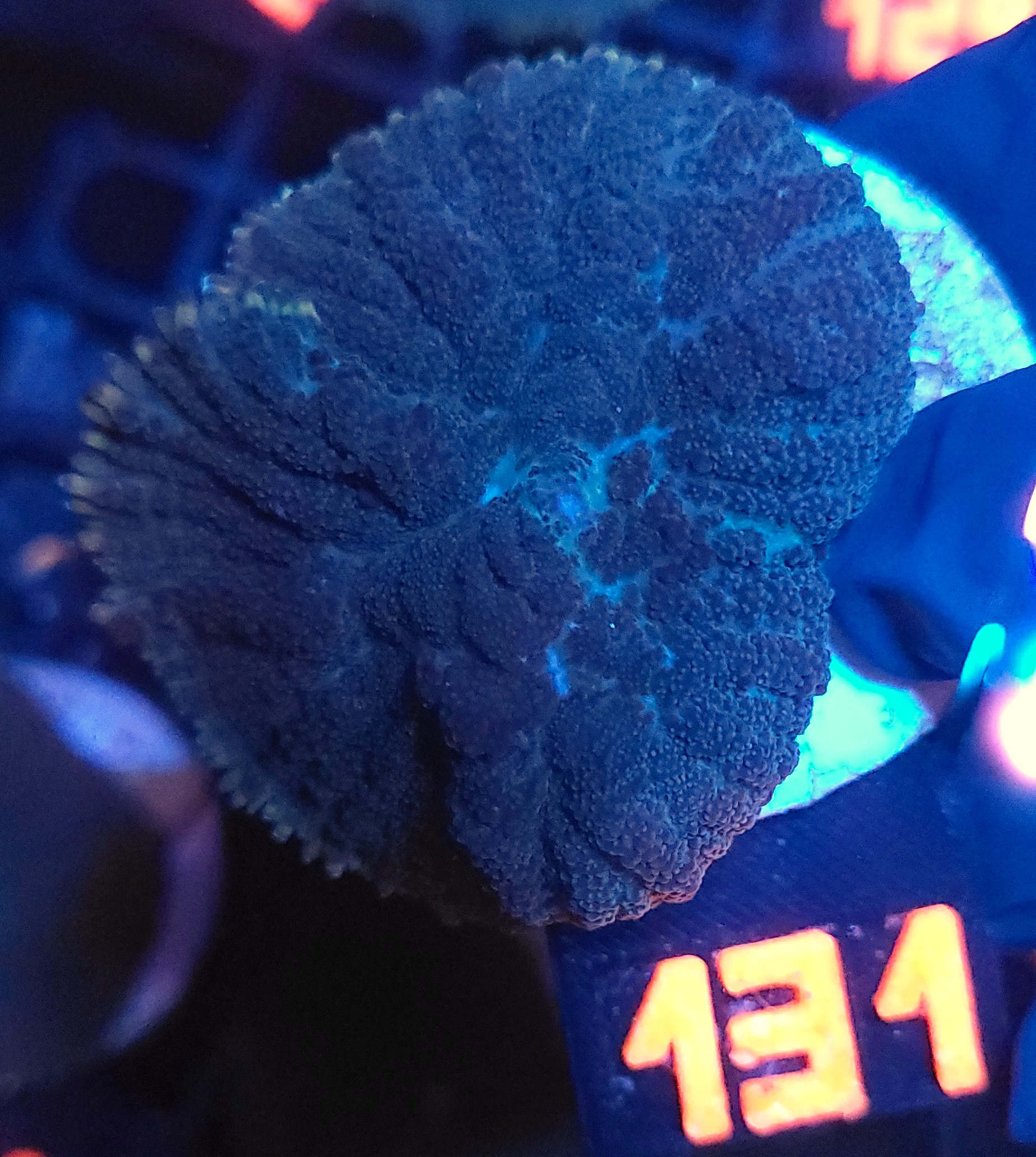 20251118_145204 Rhodactis inchoata (131) - obrazek 1