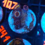 Zoanthus Premum Sonic Flare (341)