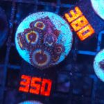 Zoanthus Premum Sonic Flare (350)