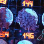 Goniopora lobata INDYGO (146)