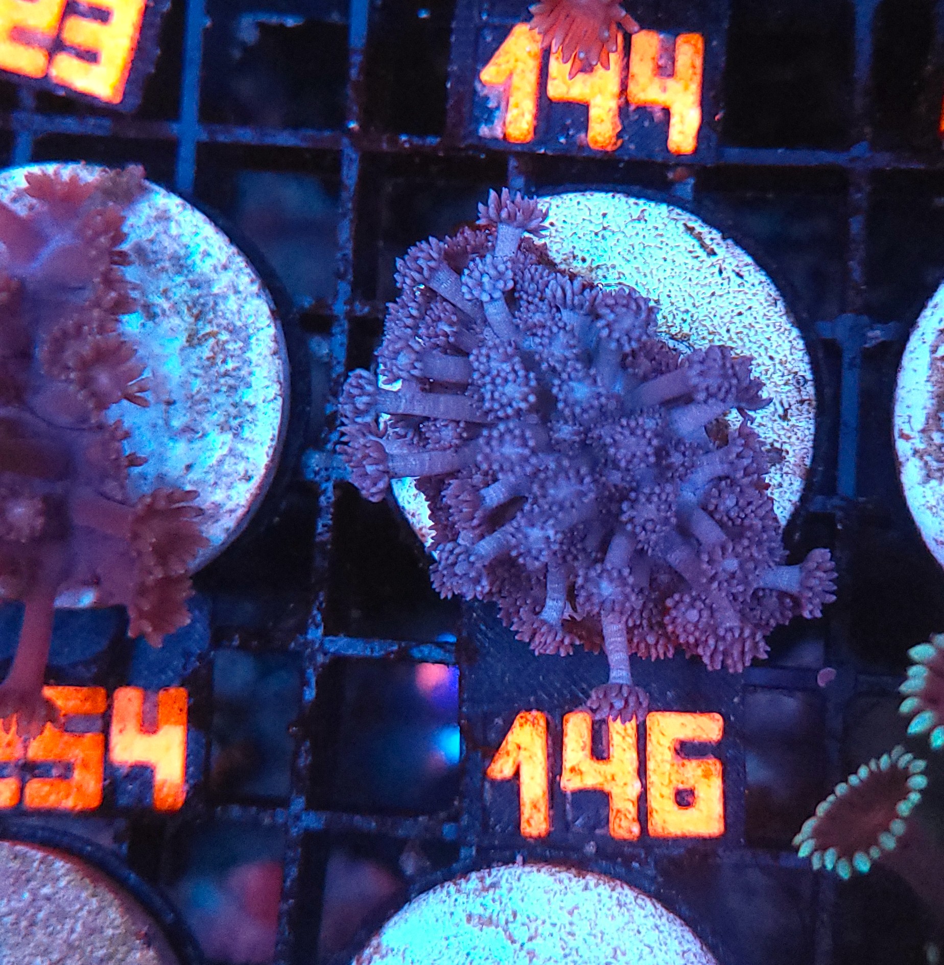 20251217_161745 Goniopora lobata INDYGO (146) - obrazek 1