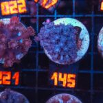 Goniopora lobata INDYGO (145)