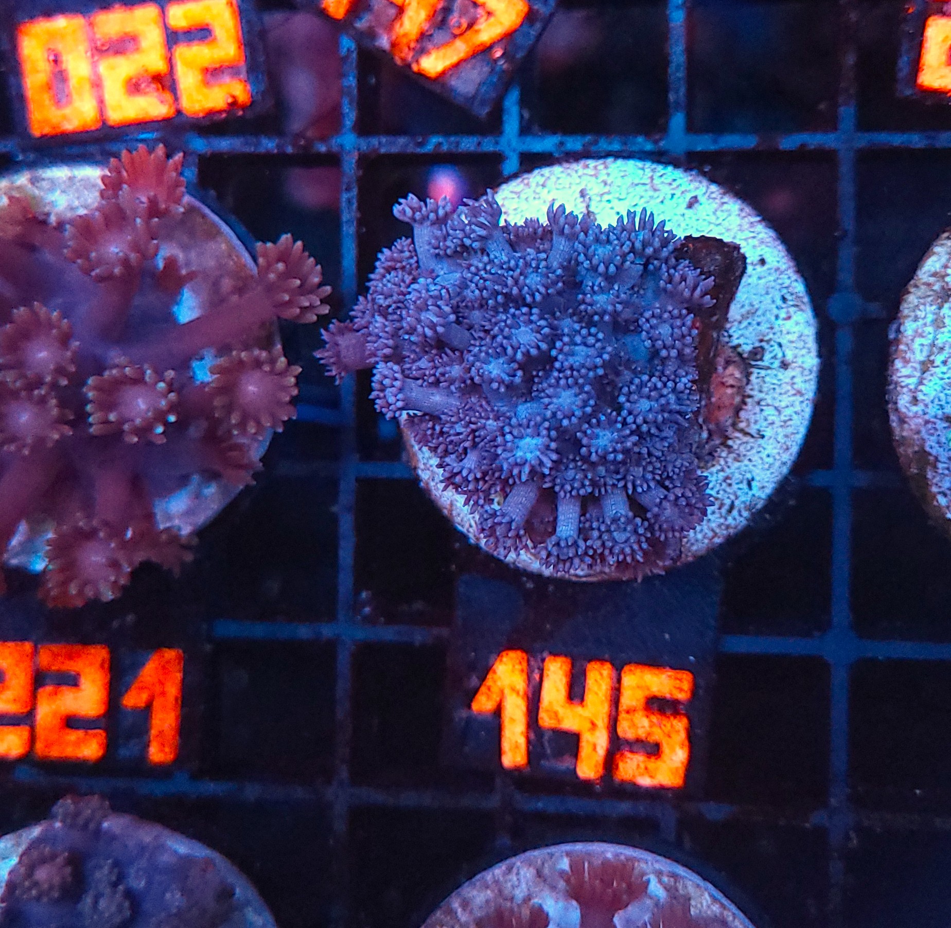 20251217_161749 Goniopora lobata INDYGO (145) - obrazek 1