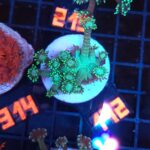 Goniopora stokesi green (142)
