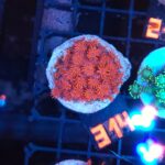 Goniopora Ultra Red (314)