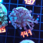 Goniopora lobata blue (141)