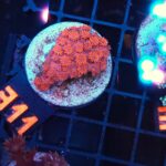 Goniopora Ultra Red (311)