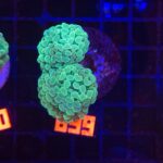 Euphyllia paraancora (899)