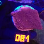 Montipora Capricornis Red (081)