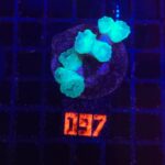 Caulastrea furcata mint (097)