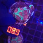 Goniastrea Dark Red (089)