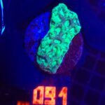 Goniastrea Green Eyed (091)