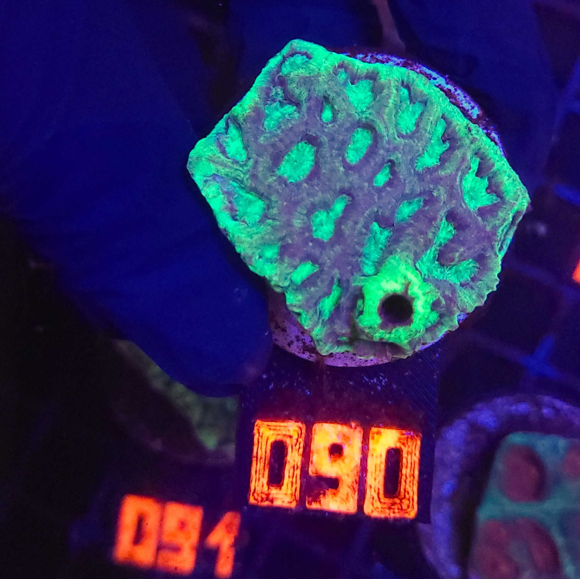 20260120_105604 Goniastrea Green Eyed (090) - obrazek 1