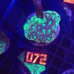 Goniastrea Green Eyed (072)