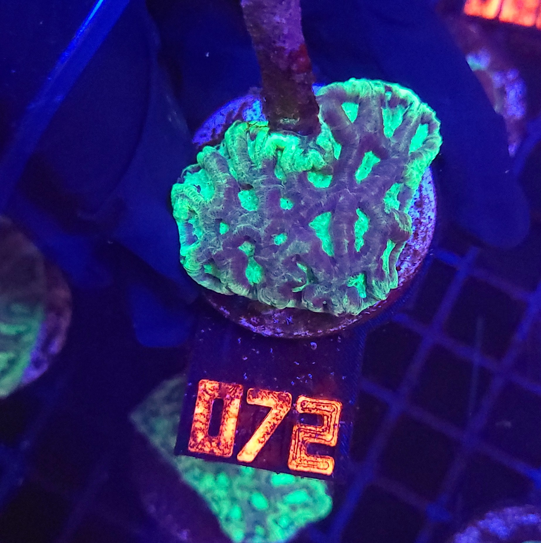 20260120_105631 Goniastrea Green Eyed (072) - obrazek 1