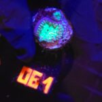 Blastomussa wellsi (061)