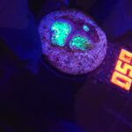 Blastomussa wellsi (059)