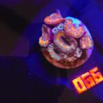 Acanthastrea Bowerbanki (066)