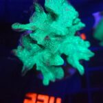 Pavona decussata (224)