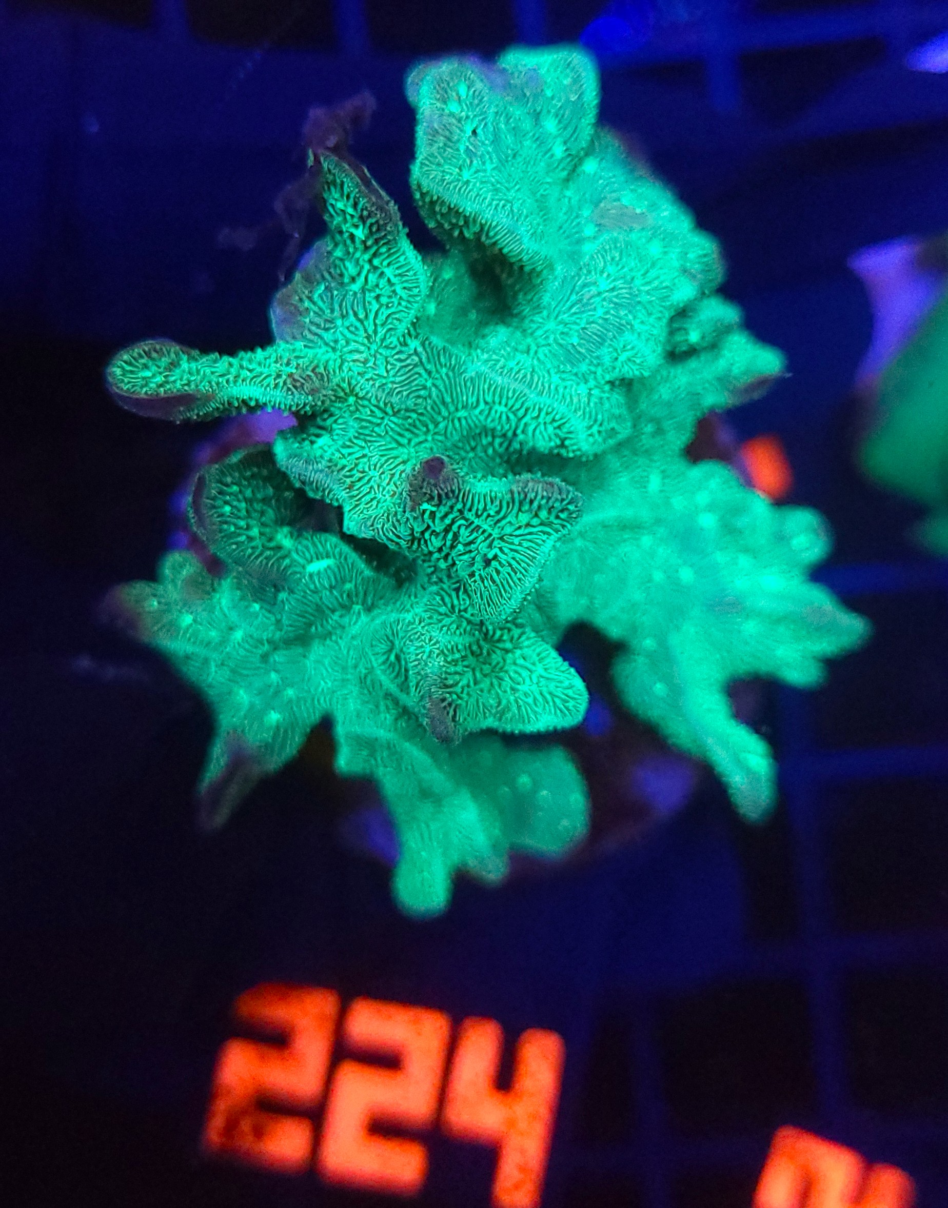 20260205_131158 Pavona decussata (224) - obrazek 1