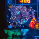 Clavularia Papaya (327)