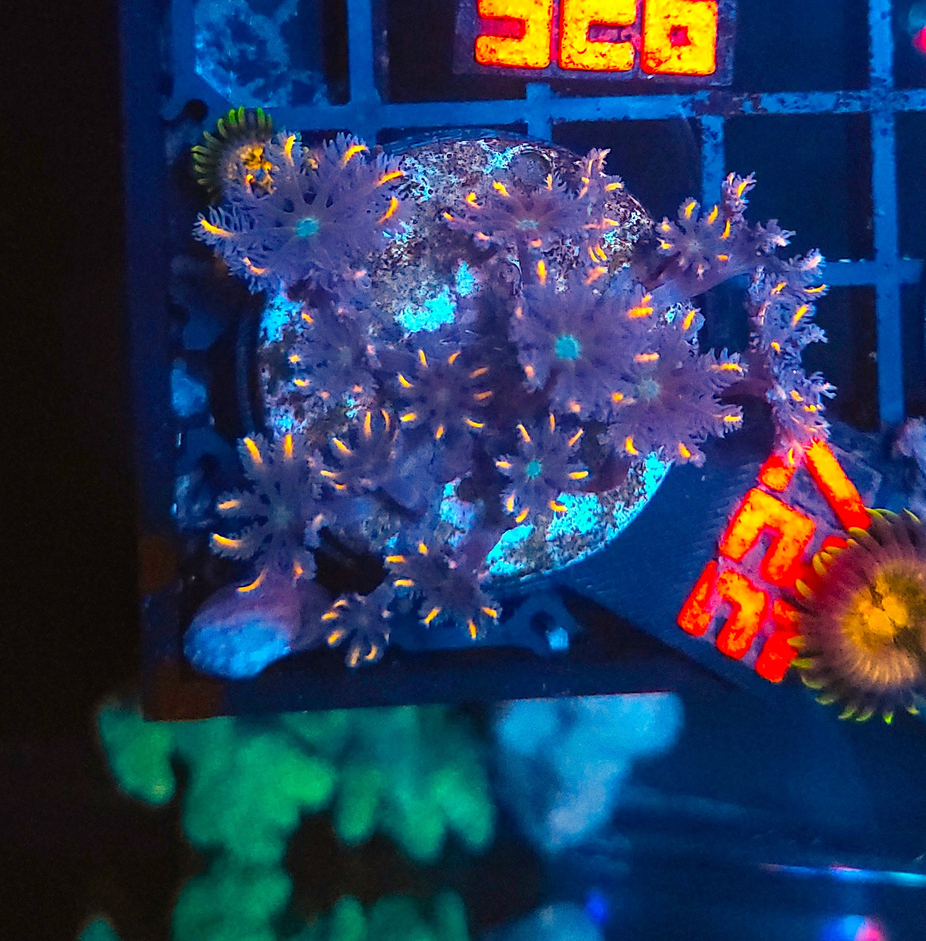 20260209_162944 Clavularia Papaya (327) - obrazek 1