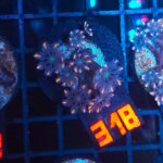 Clavularia Papaya (318)