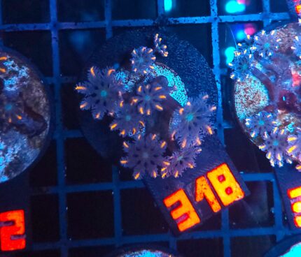 Clavularia Papaya (318)