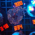 Clavularia Papaya (334)