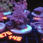 Goniopora lobata INDYGO (145)