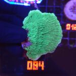 Montipora foliosa GREEN (084)