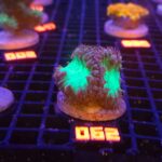 Blastomussa wellsi (062)