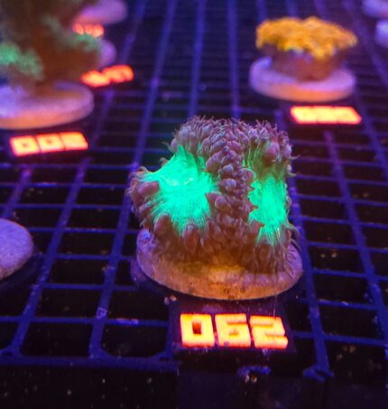 Blastomussa wellsi (062)