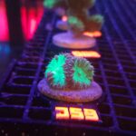 Blastomussa wellsi (059)