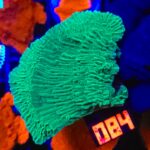 Montipora foliosa GREEN (084)