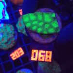 Favia Green (068)