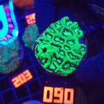 Goniastrea Green (090)