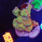 Montipora samarensis „Bubble Gum” (168)