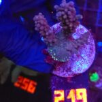 Acropora valida (219)