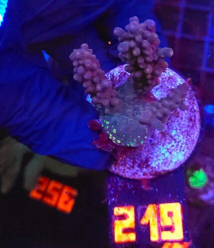 Acropora valida (219)