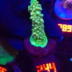 Acropora valida (244)