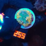 Ricordea yuma Special Colored (255)