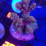 Acropora valida (269)