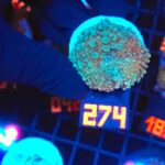 Ricordea yuma Special Colored (274)