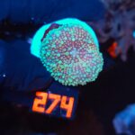 Ricordea yuma Special Colored (274)