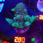 Acropora valida (283)