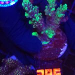 Acropora valida (285)