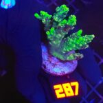 Acropora valida (287)