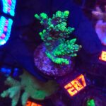 Acropora valida (287)